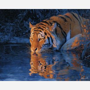TIGER STREAM REFLECTION